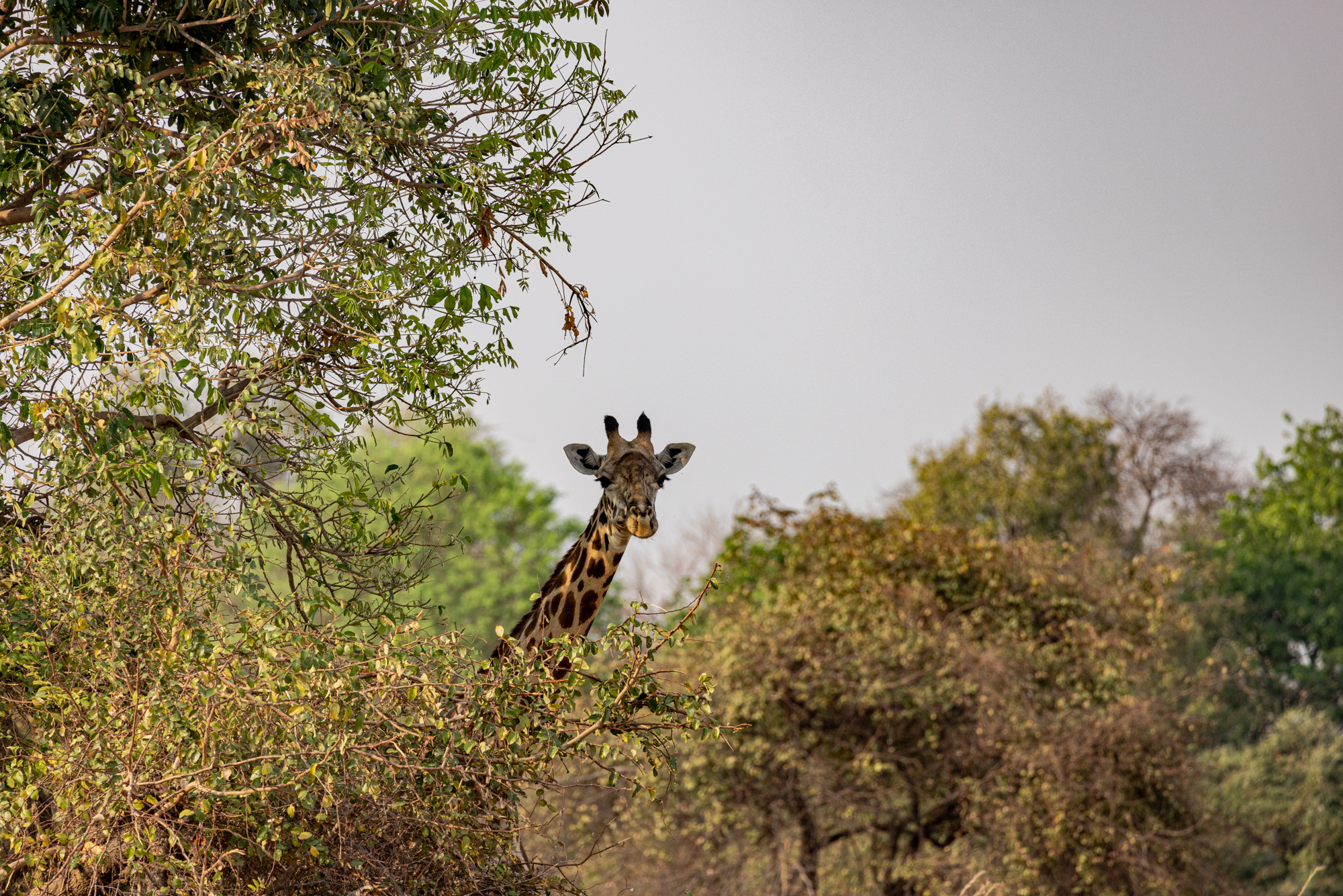 A giraffe peers over a stand of trees in South Luangwa National Park, Zambia